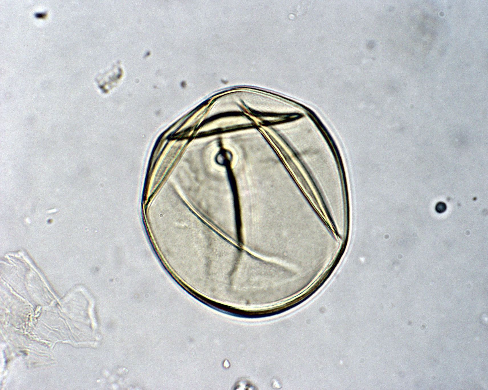 Poaceae